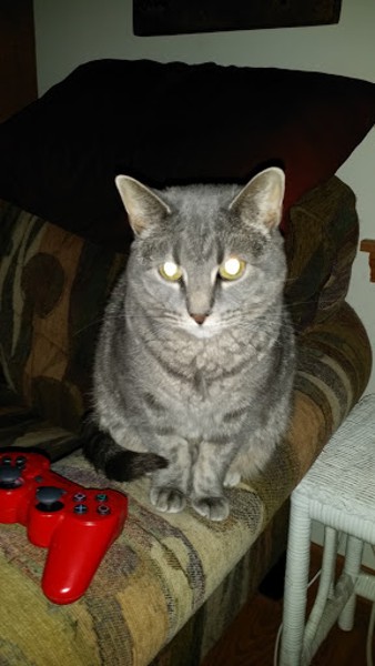 Majik playing PS3.jpg